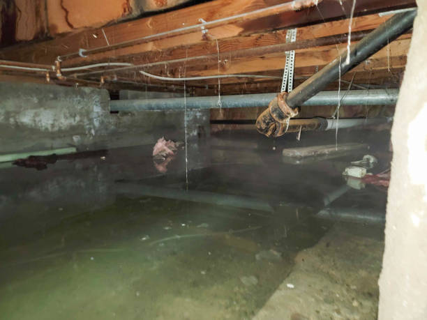 Best Flooded house restoration  in North Miami Beach, FL