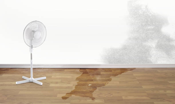 Best Flood damage cleanup  in North Miami Beach, FL